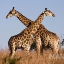 기린산소 이미지