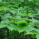 느릅나무 (식물) [Ulmus davidiana var. japonica, 뚝나무]/4대 항암약초 이미지