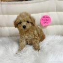 부산강아지분양 드림독 안심분양센터 부산점 이미지