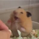 율참치