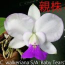 Cattleya walkeriana semi-alba x sib ('baby tears' x 'elixir of love') 이미지