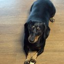 프랜드24시 | [부산/반여동] 신상제품이 매주업데이트되는 24시 부산애견용품샵 반여동 댕근마캣 애견용품점 해운대점