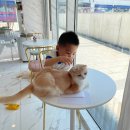 브룩스 캣 카페 이미지