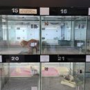 분당 요미독앤캣 강아지분양 고양이분양 이미지