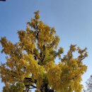 임고서원의 은행나무 이미지