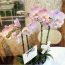 ＜[서초구 개업 축하 꽃 / 양재동 연핑크 호접란] 타원형 호접란 승진 개업 축하 화분 고급스럽게 보내세요＞ 이미지