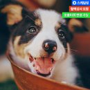 심바동물병원 이미지