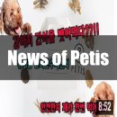 페티즈(petis) 네이버블로그