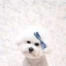 트리밍스튜디오제제 이미지