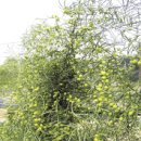 천문동 농장 이미지