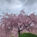 각원사 시내버스 종점 주차장 공중화장실 | [사찰여행] 충남 겹벚꽃 명소, 천안 태조산 각원사의 만개한 겹벚꽃 풍경(4월 19일)