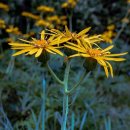 석산약바람산촌생태마을 | 유후인 가볼만한곳 이노세토 습원