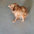 발리애견호텔 이미지