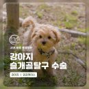 24시 서초바른동물병원 | 사당동물병원 강아지 슬개골탈구 수술과 십자인대 단열[서초바른동물병원]