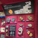 우석헌자연사박물관 이미지