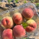 월광농원 이미지