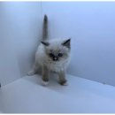 도그마루 이미지