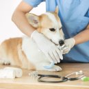 옥수수 동물병원 이미지