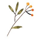 와규1262 이미지