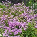 이베리스 이미지