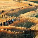 제26회 순천만 갈대축제(가을) 이미지