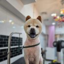 메리몰펫샵 이미지