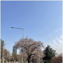서두나루공원 | [당산 - 여의도]여의도 벚꽃 축제 관람 코스 추천 및 후기(24년)