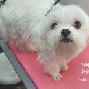 이뻐진개 이미지