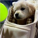 부산강아지분양 드림독 안심분양센터 부산점 이미지