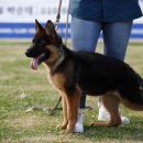 부산애견대학 이미지