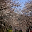 백운면 벚꽃길 이미지