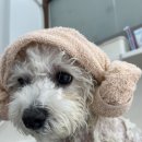 다올 그루밍 이미지