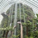 신기슈퍼 | 싱가포르 가든스 바이 더 베이 클라우드 포레스트 슈퍼트리 후기