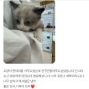 댕냥구리 강아지분양 고양이분양 구리본점 이미지
