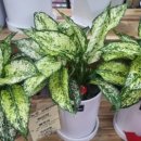 동구꽃백화점 이미지