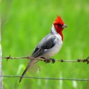 홍관조 [紅冠鳥, Red-crested cardinal] 이미지