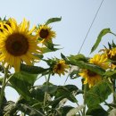 백구면사무소 이미지