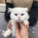 묘신사 그루밍 이미지