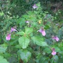 하늘내린황토민박 이미지