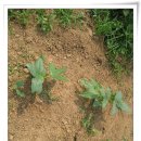 상기농장 이미지