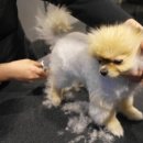 마스터그루밍클럽 이미지