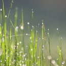 새벽이슬 이미지