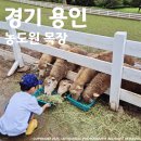 경기목장 | 체험일기(2) : 경기 용인 농도원목장 방문후기(아이스크림만들기, 트렉터타기, 소젖짜기, 치즈만들기...