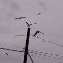 강화벤뎅이 이미지