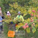 밀양꾸지뽕 영농조합법인 이미지