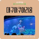01-19 동구 | 대구아쿠아리움 연간이용권 꿀팁｜대구실내관광지 아이와 가볼만한곳 후기