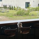 퍼피힐(PUPPY HILL) | 파주 애견동반카페 | 피스피스 파주| 퍼피힐 puppy hill