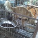 개밥그릇 이미지