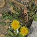 남향가든 | 🌿 아파트 홈 가든을 위한 식물 구매법 완벽 가이드