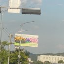 용인 [남사화훼집하장, 예삐 플라워 아울렛] 빈 화분 들고가서 식물 구매한 후기, 주차, 분갈이